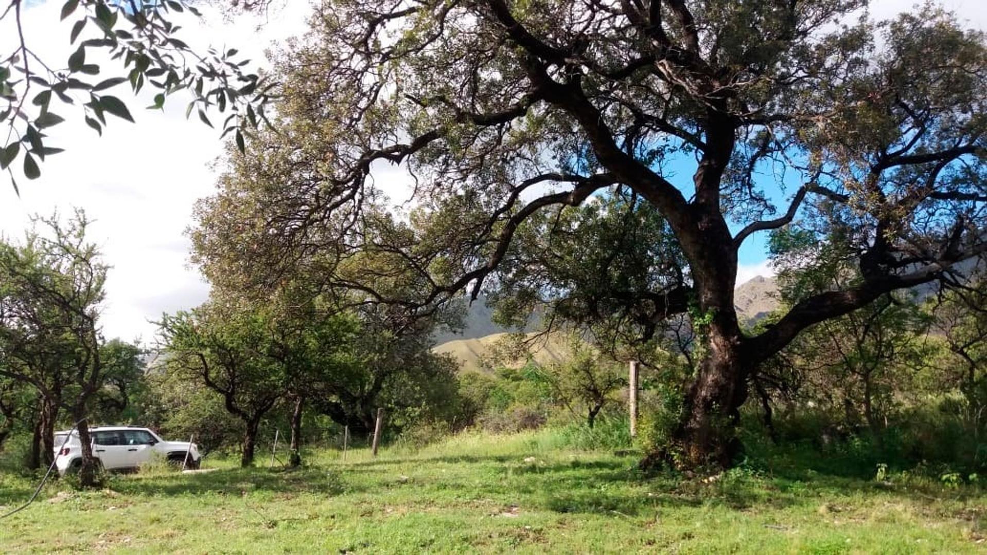Terreno Venta - Calaguala S/N - imagen 3