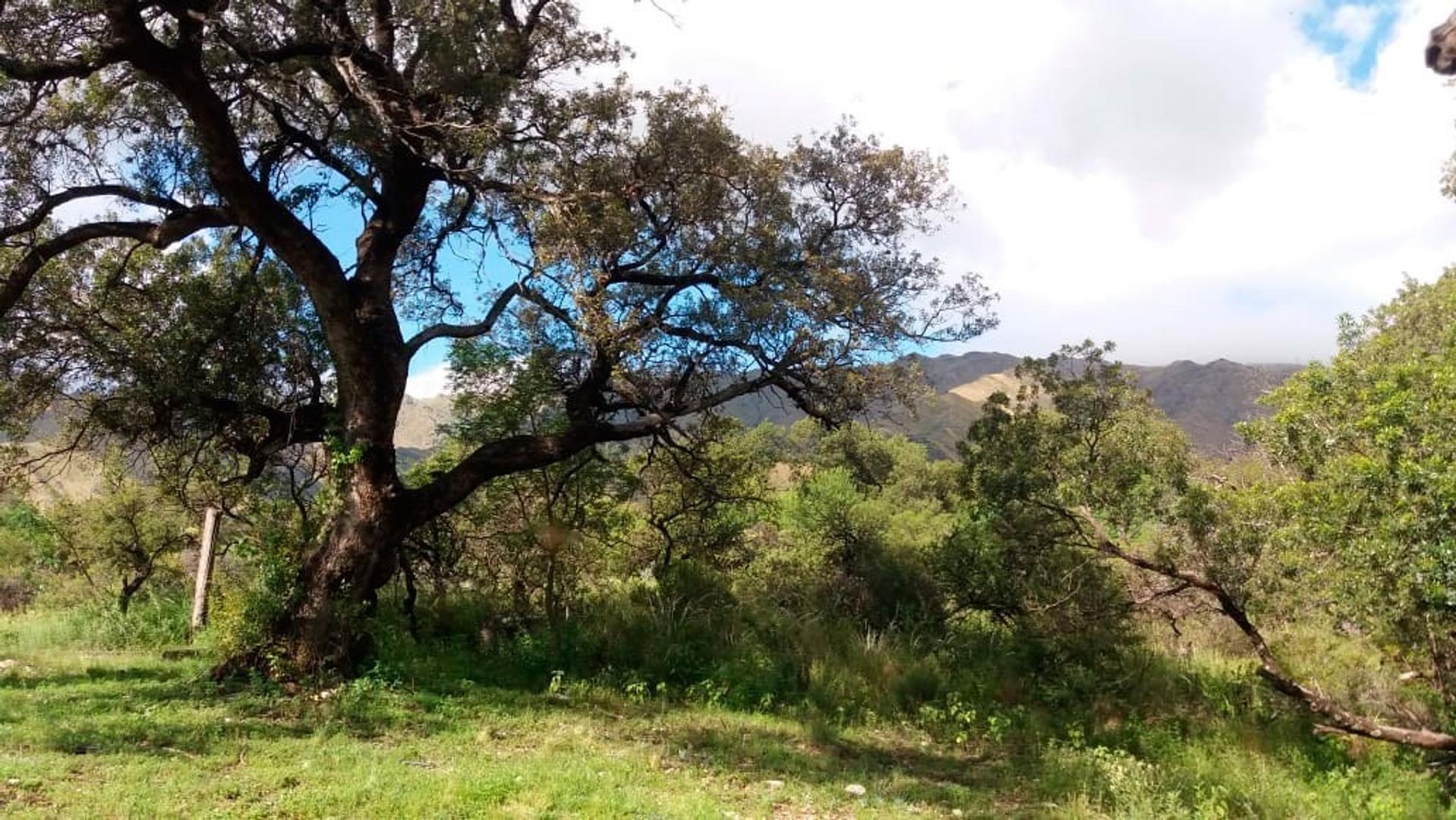 Terreno Venta - Calaguala S/N